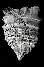 Paleontology Study Group Meeting for January