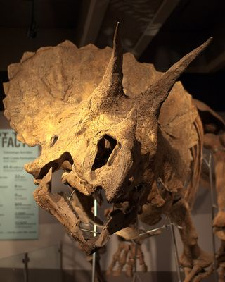 Top Dollar Paid for Dinosaur Skulls