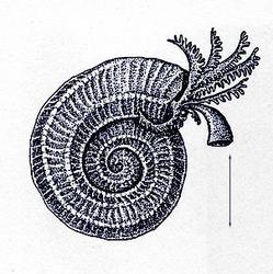 Paleontology Meeting, Saturday 10/17, Mazon Creek Worms