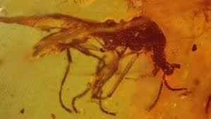 Ancient Fly with 3 Eyed Horn