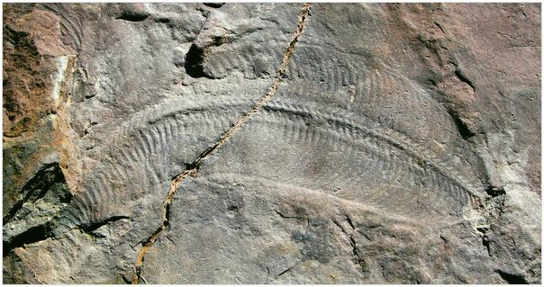 Translating the Stories of Life Forms Etched in Stone