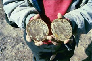 Happy National Fossil Day!