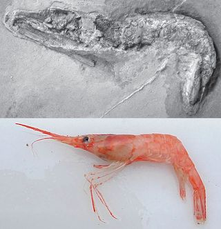 Oldest Fossil Shrimp