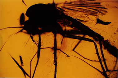 Amber Yields Clues to the History of Oxygen in Earth’s Atmosphere