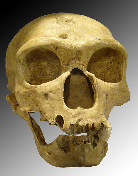 Neanderthal Sinuses