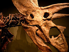Titanoceratops