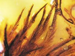Preserved Dino Feathers found in Amber