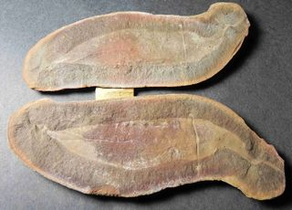 Sneak Peek of Mazon Creek Fossils To Be Auctioned