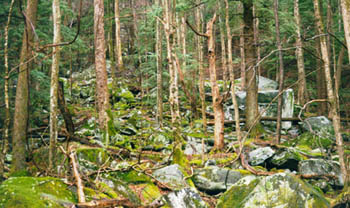 Please Return Rocks and Only Take As Many As You Need