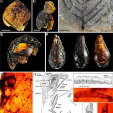 Oldest-ever bugs found preserved in amber