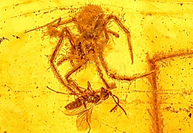 Spider Kills Wasp a 100 Million Years Ago