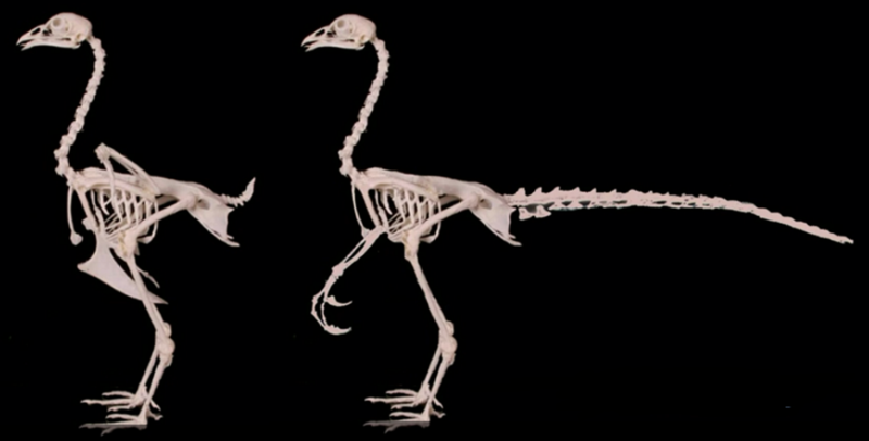 Jack Horner’s Chickenosaurus