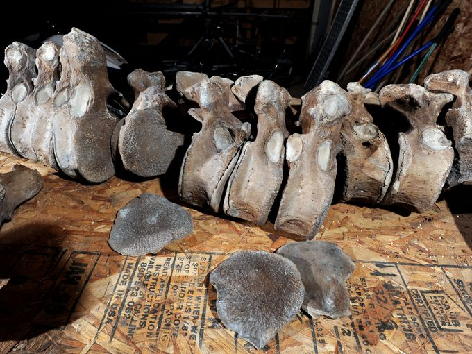 Mastodon Bones Found in Michigan Backyard