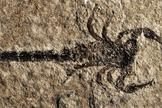 Quirks and Quarks: When Life Crawled Out of the Sea