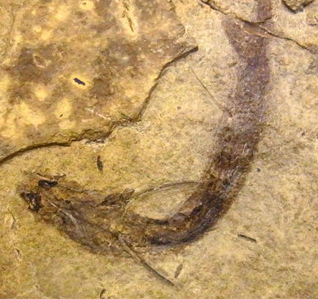 Rods and Cones Preserved in 300 Million Year Old Fish Eye