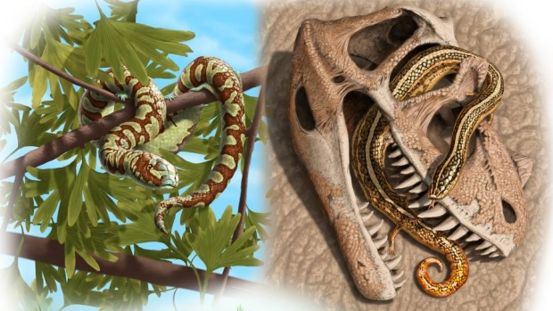 CBC Quirks & Quarks Oldest Known Snake Fossils