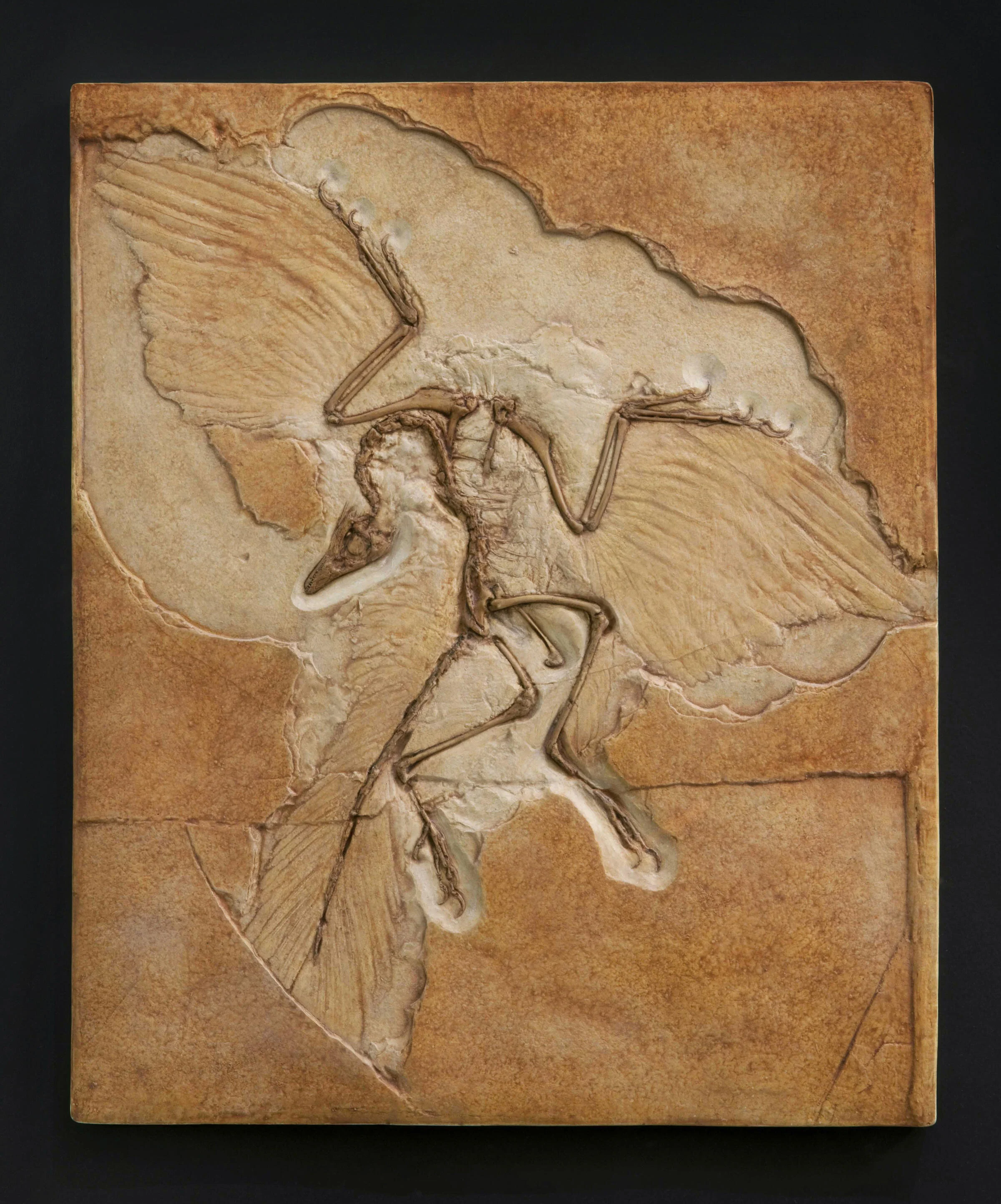 Which Came First: the Dinosaur or the Bird?