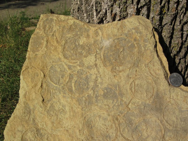 UC Riverside Offers $500 Cash Reward for Best Explanation of Fossil Rings from Wisconsin
