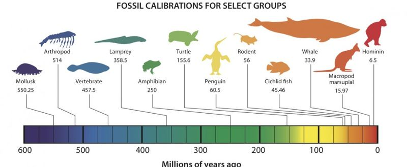 Scientists have created another open-access fossil database