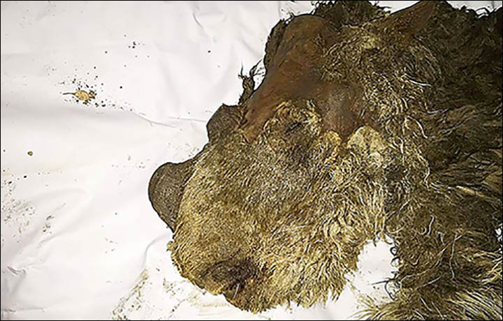 Meet Sasha – the world’s only baby woolly rhino