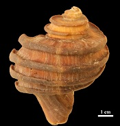 15 Million Year Old Proteins Recovered From Mollusk Shell