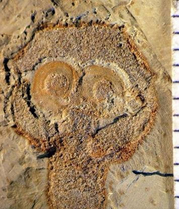 Palaeocast Episode 40: Brachiopods – Part 2
