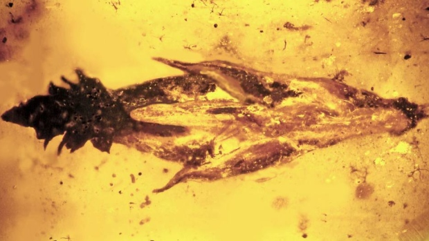 CBC Quirks & Quarks – Dinosaurs May Have Taken LSD