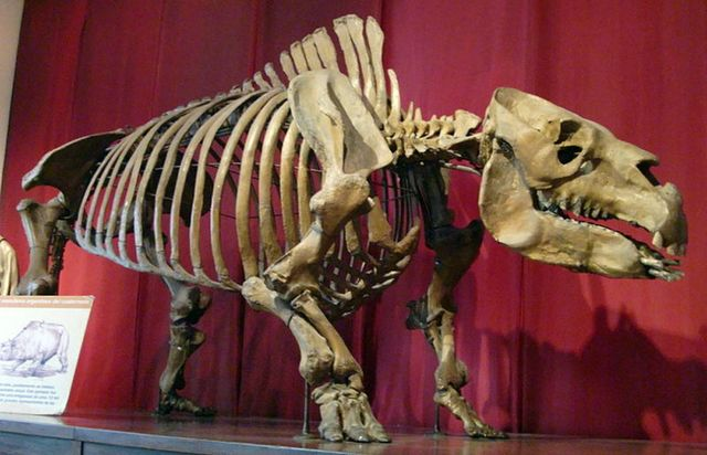 Darwin’s “Strangest” Beast Finds Place on Tree