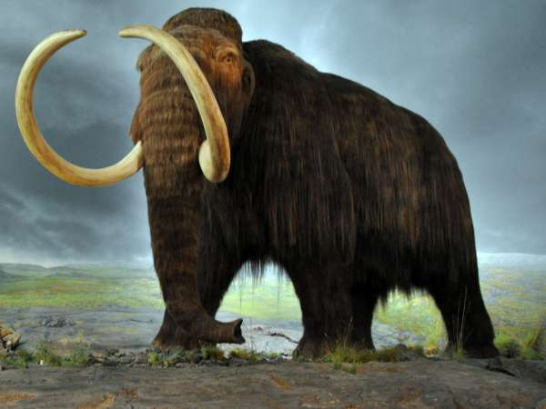 Woolly Mammoth DNA Successfully Spliced into Elephant Cells