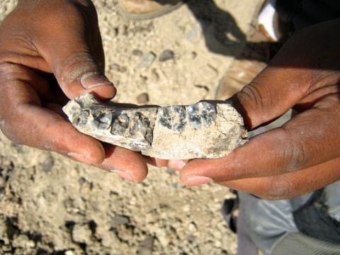 Earliest Known Fossil of the Genus Homo – 2.8 to 2.75 Million Years Old