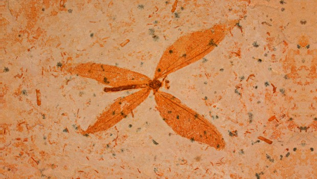 Palaeocast Episode 41a: Insects – Part 1
