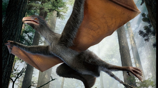 CBC Quirks & Quarks – A Bat-Winged Dinosaur