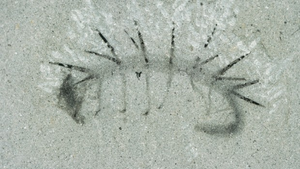 Palaeocast Episode 47: Lobopodians