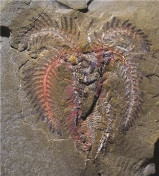 More Spectacular Moroccan fossils redefine evolutionary timelines