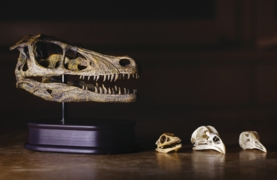 How Dinosaurs Shrank and Became Birds