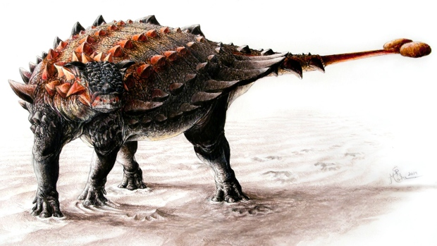 CBC Quirks & Quarks – Ankylosaurs’ Tail Had a Wicked End