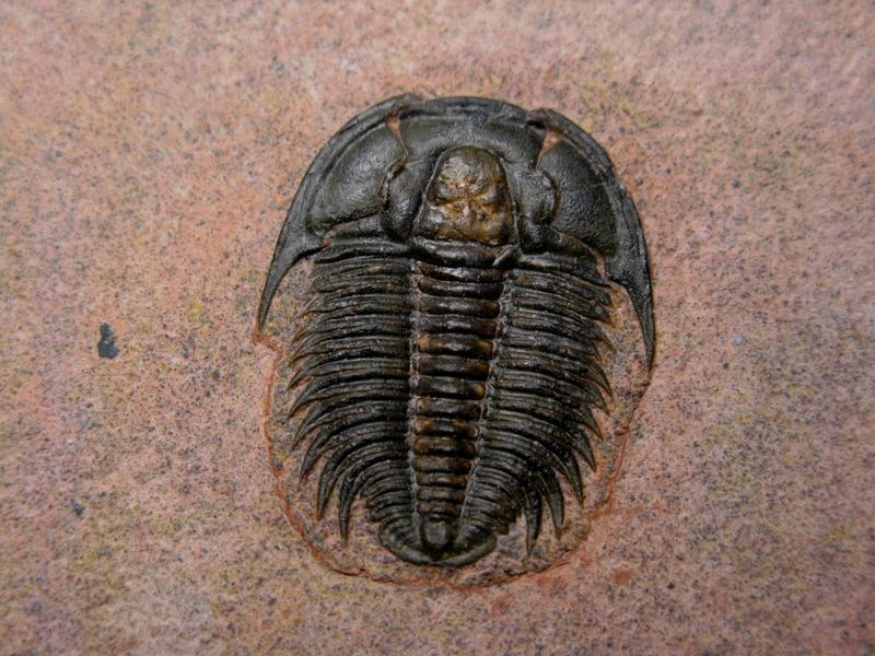 10 Terrific Facts About Trilobites