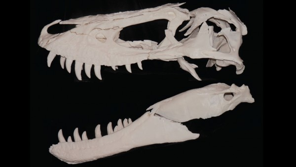Top predator wannabe is just another T. rex