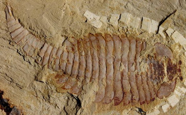How to Fossilize a Brain