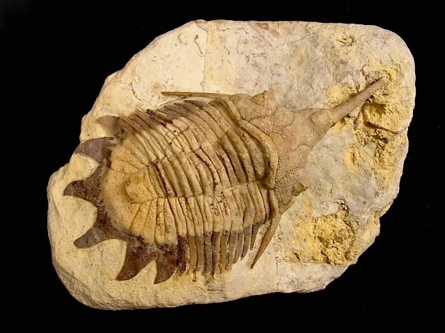 American Museum of Natural History: Trilobite of the Week