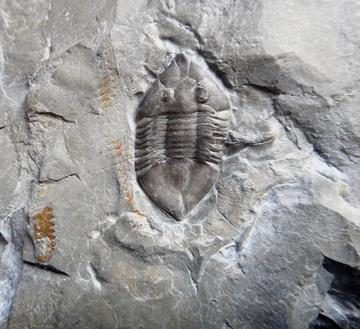 American Museum of Natural History: Trilobite of the Week
