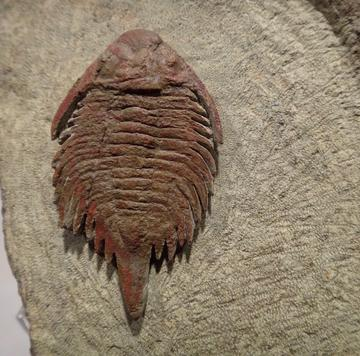 American Museum of Natural History: Trilobite of the Week 01/12/2016
