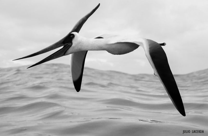 pteros.com – New resource on all things Pterosaur