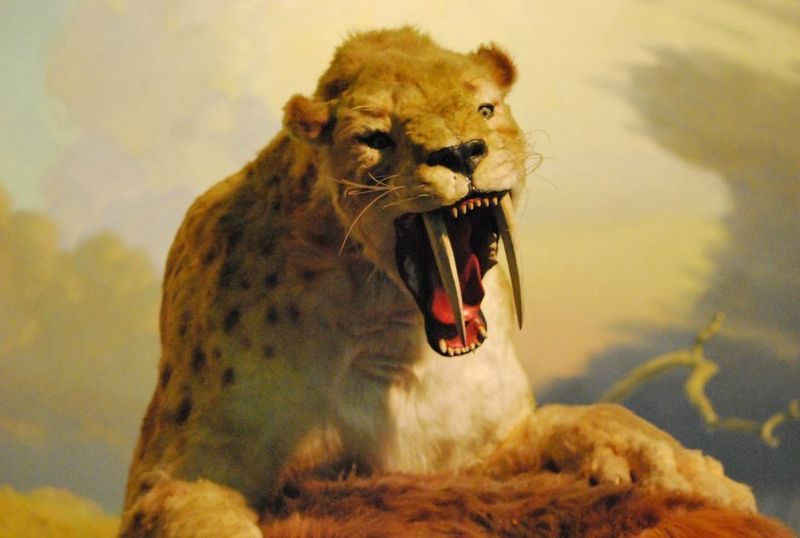 Did Sabercats Have Spotted and Striped Coats? – Phenomena : Laelaps