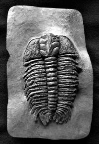 AMNH Trilobite of the Week – Placoparina sedgewickii