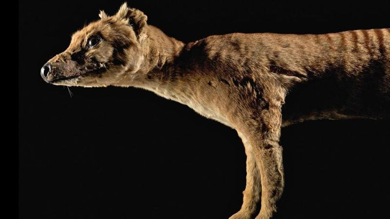 Science: Most species that disappear today will leave no trace in the fossil record