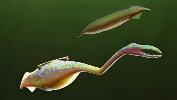 ScienceMag: 300-million-year-old ‘Tully Monster’ may not be the creature scientists thought it was