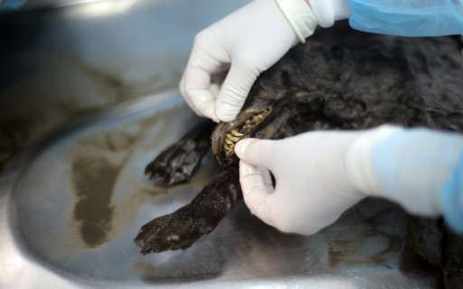 Caveman’s best friends? Preserved Ice Age puppies awe scientists