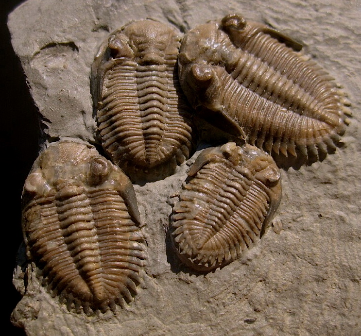 Trilobites.info: April 2016 Trilobite of the Month