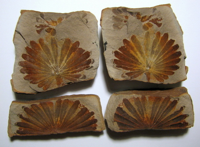 Milwaukee Public Museum May 10th: Coal, Shale, and Ironstone: the Geology and Paleontology of Mazon Creek